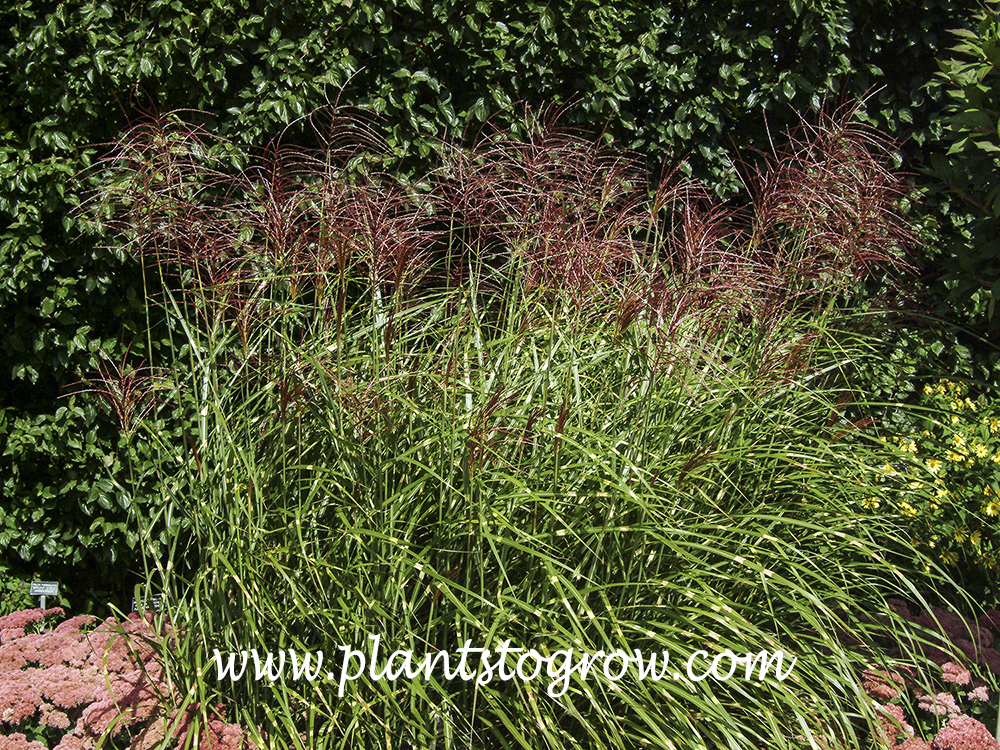 Porcupine Grass (Miscanthus sinensis)